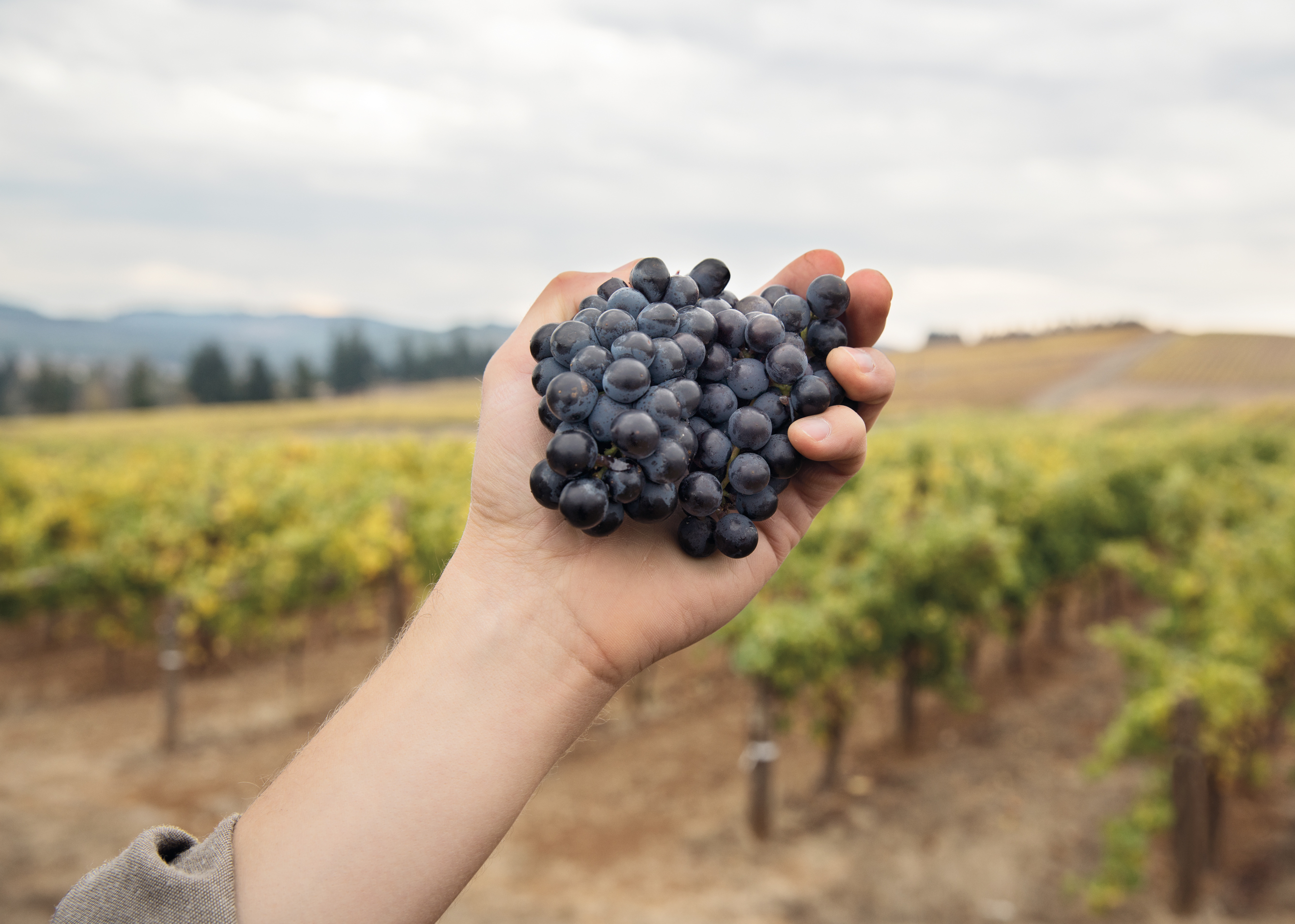 Hand holding grapes in a vineyard.