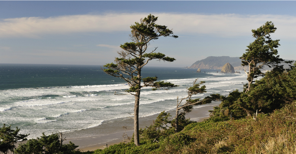 Windswept trees border waves along the coast