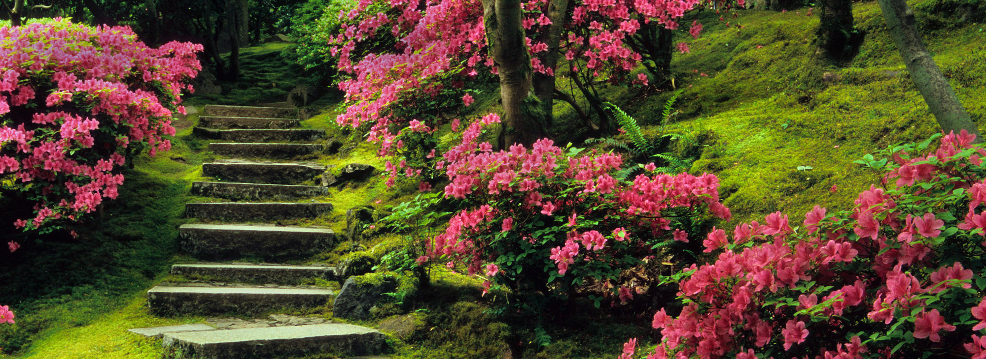 lush flowers next to stone stairs
