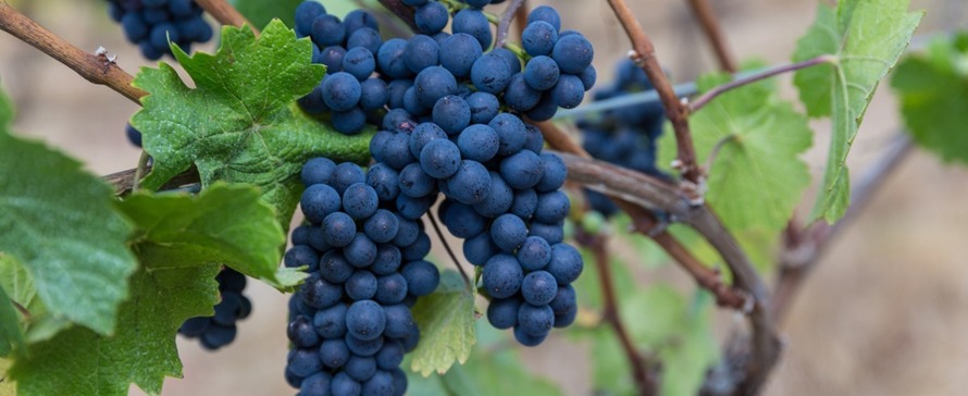 Photo of grapes on the vine