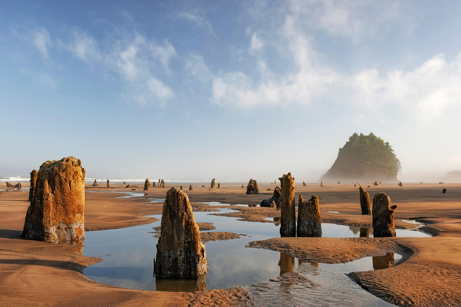 photo of neskowin forest