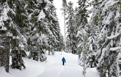 A person snowing in fresh powder in Mt. Hood National Forest