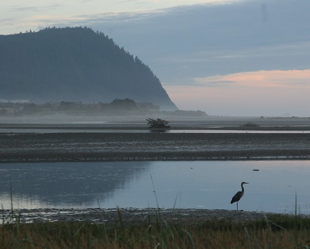 Image of heron in Tillamook Estuary