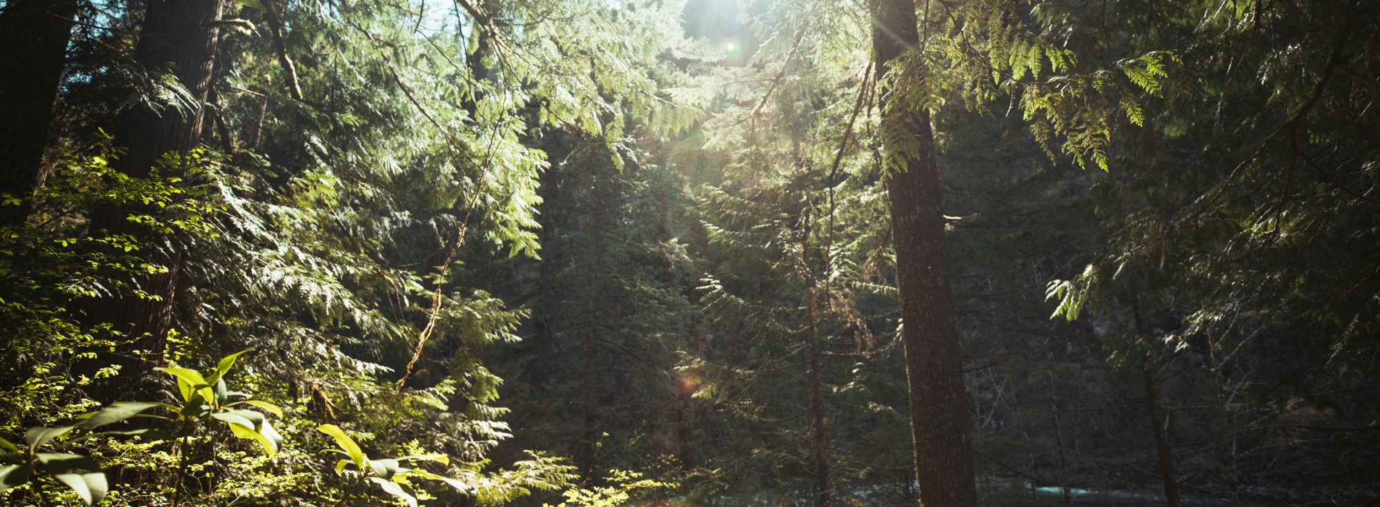 Forest alongside the Clackamas River