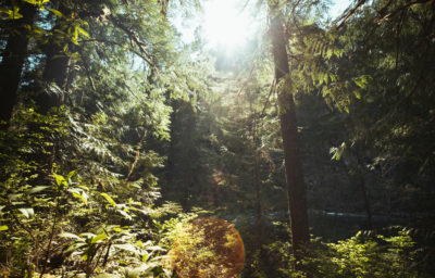 Forest alongside the Clackamas River