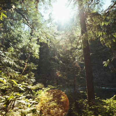 Forest alongside the Clackamas River