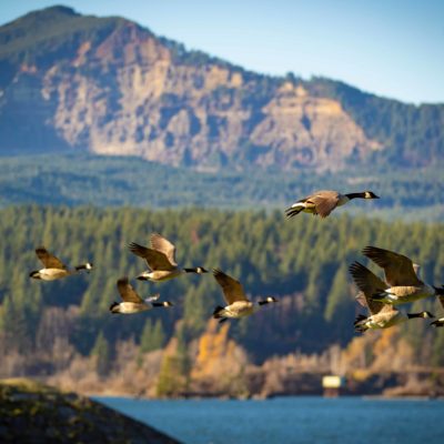 Photo of birds flying through the Columbia Gorge