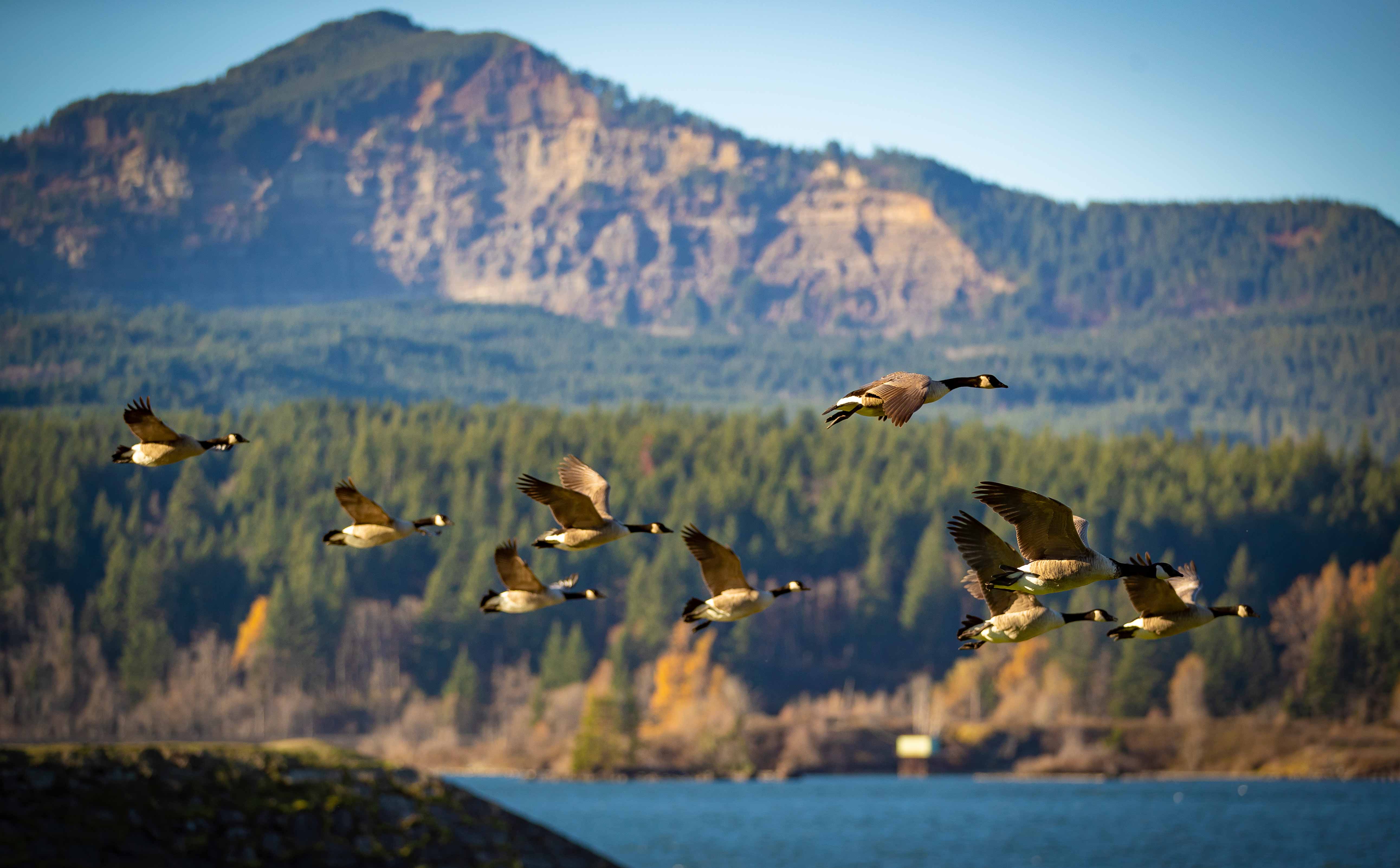 Photo of birds flying through the Columbia Gorge