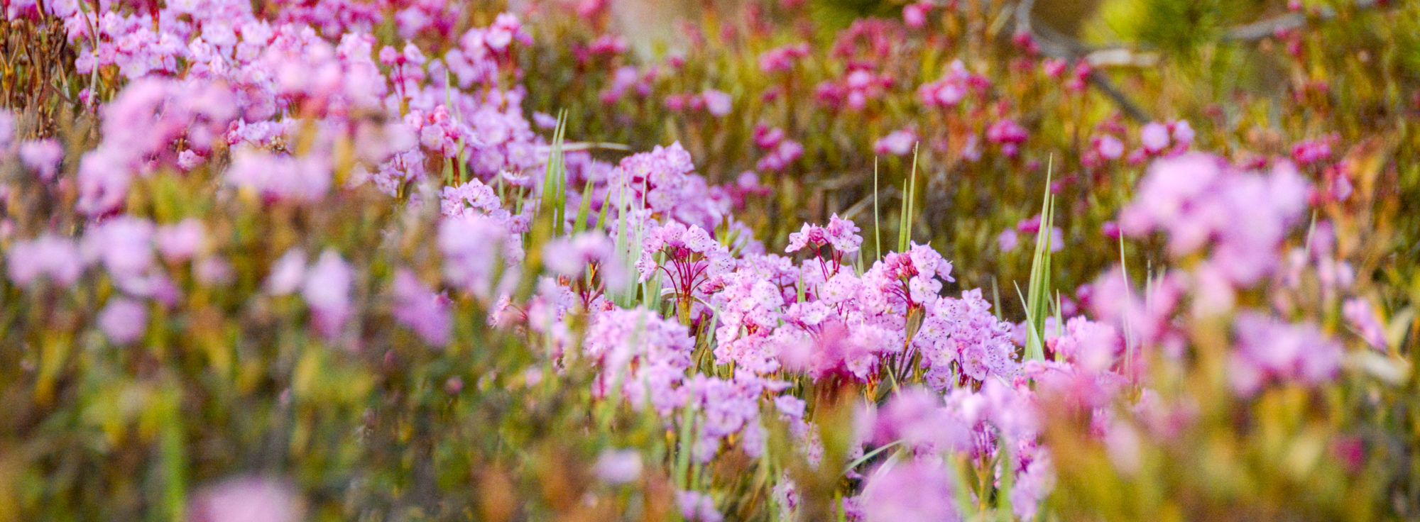 Pink wildflowers on grassy hillside