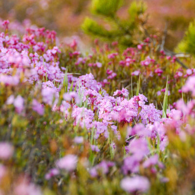 Pink wildflowers on grassy hillside