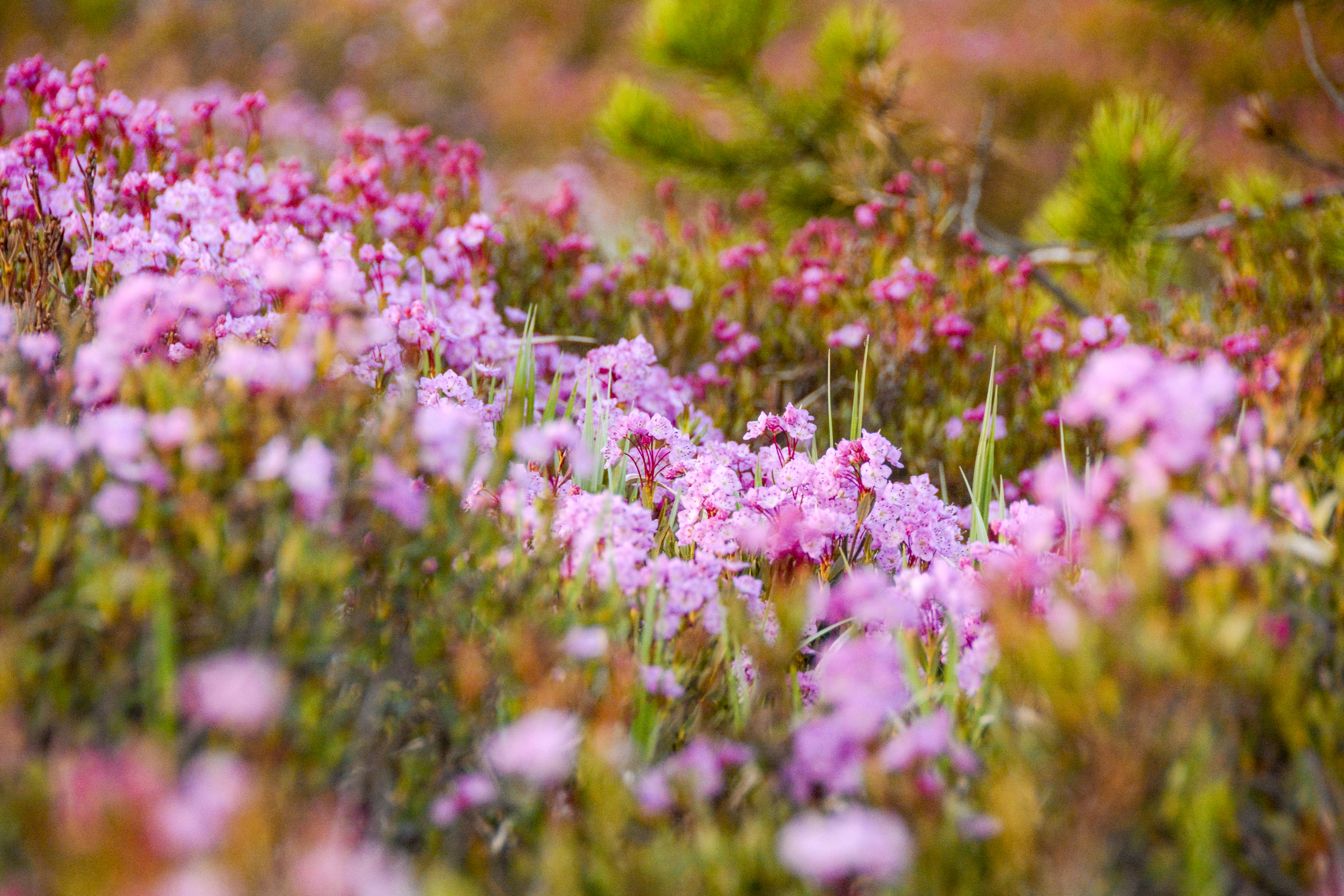 Pink wildflowers on grassy hillside