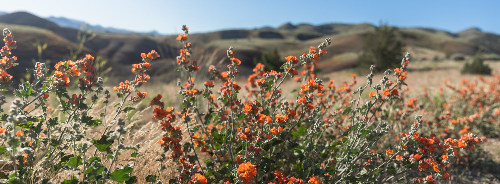 Wildflowers landscape with rolling hills in background