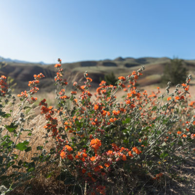 Wildflowers landscape with rolling hills in background