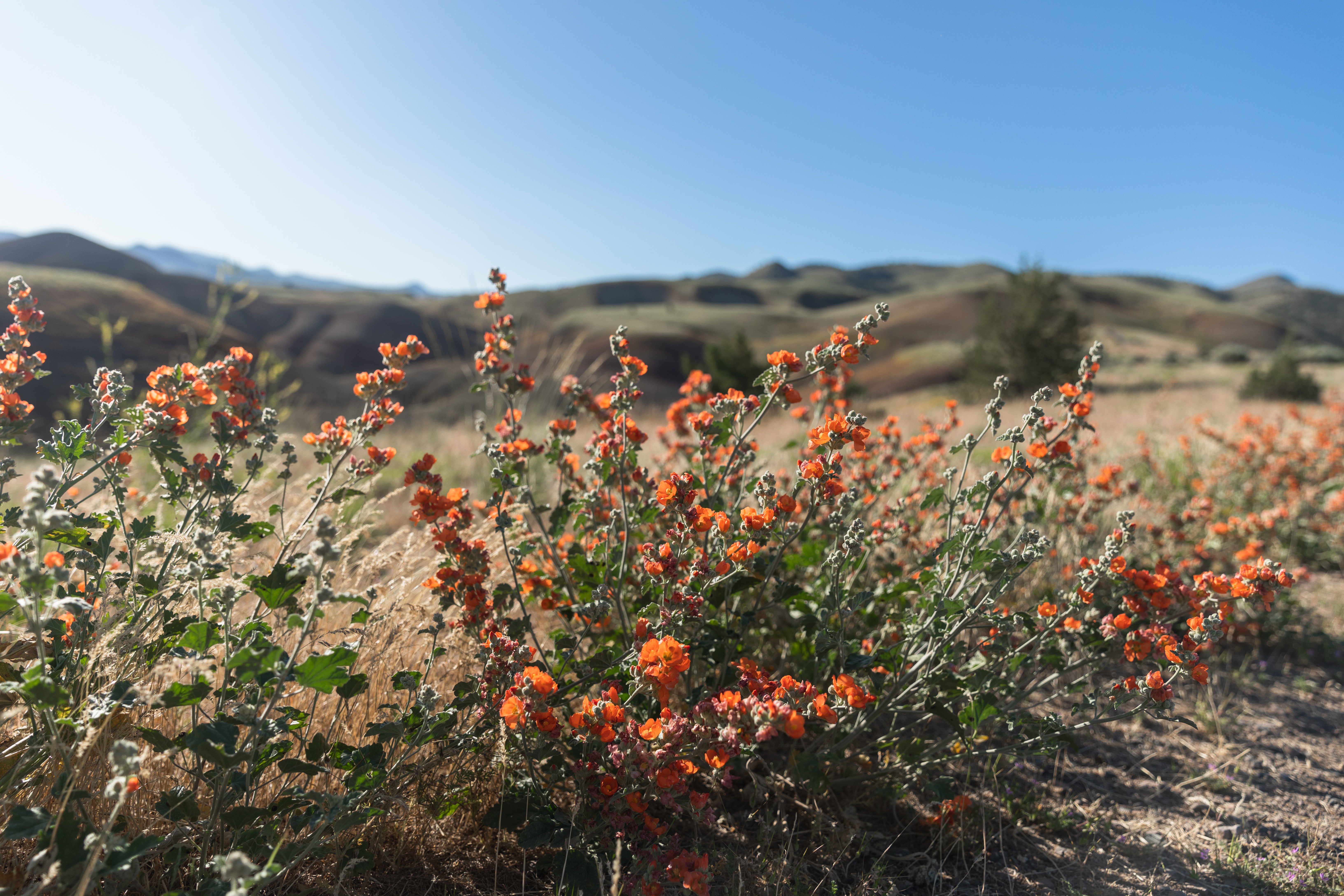 Wildflowers landscape with rolling hills in background