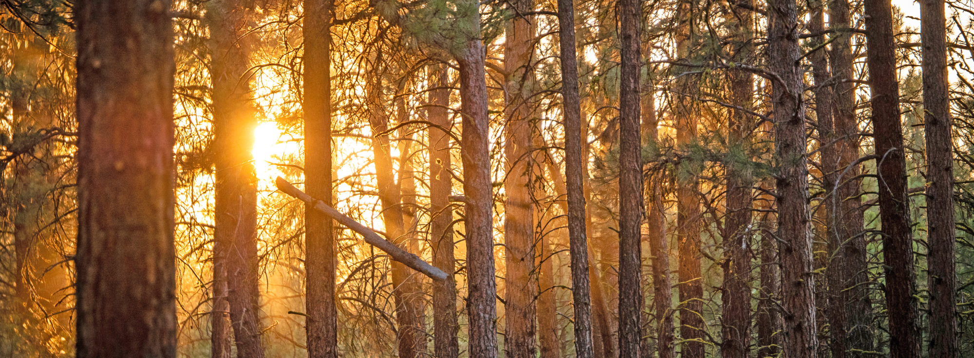 Sun shining through wooded forest