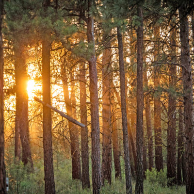 Sun shining through wooded forest