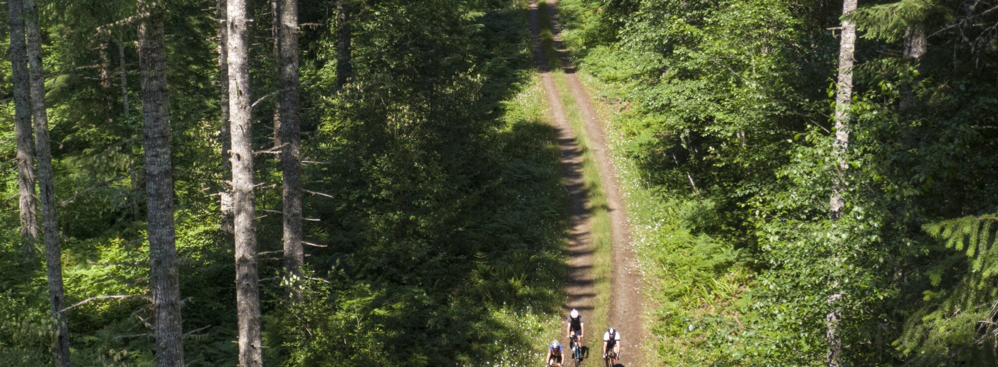 Cyclists riding on a trail surrounded by trees.