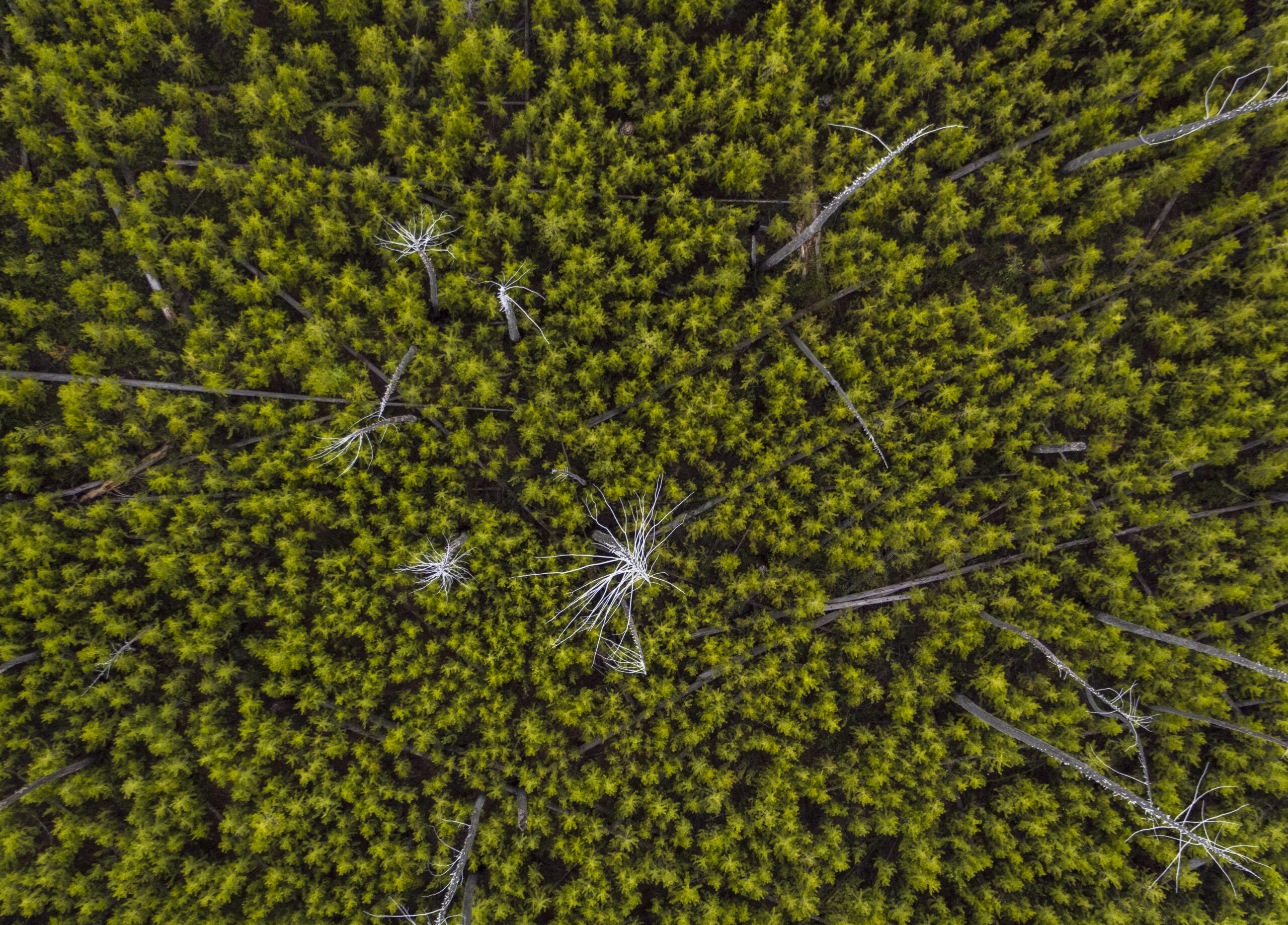 Aerial view of forest.