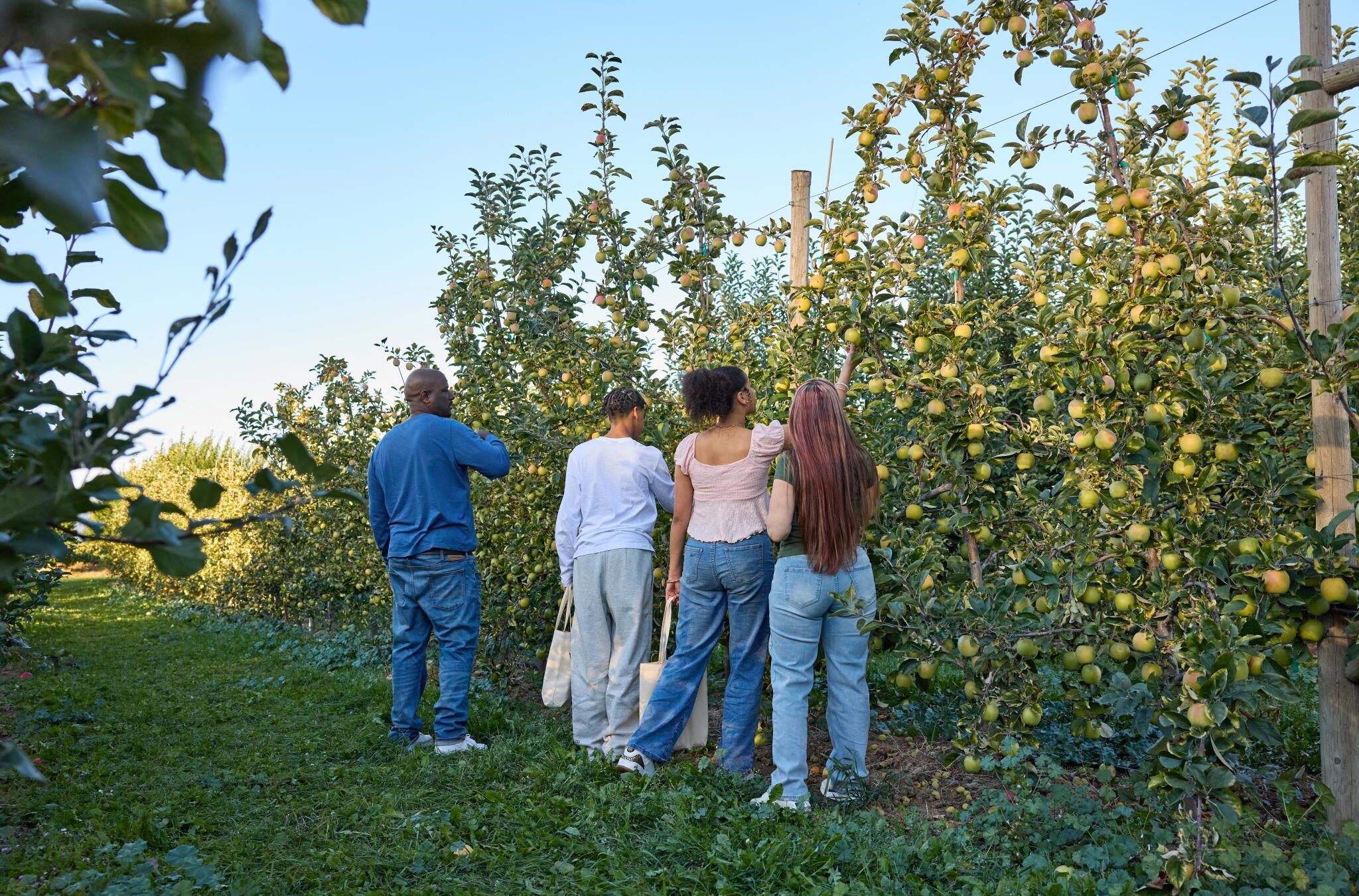 A family picking apples in an orchard